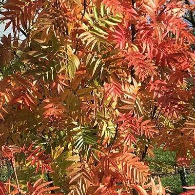 Sorbier des oiseaux Dodong - Leaderplant