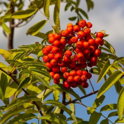 Sorbier des oiseleurs Edulis - Leaderplant