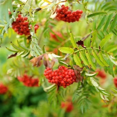Sorbier des oiseleurs Edulis - Leaderplant