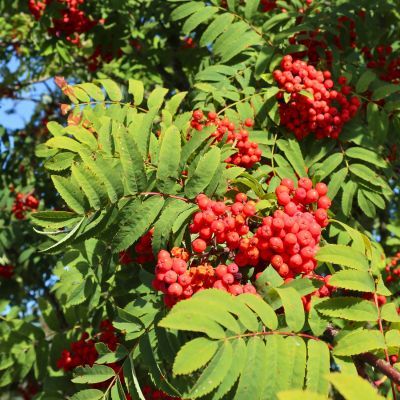 Sorbier des oiseleurs Edulis - Leaderplant