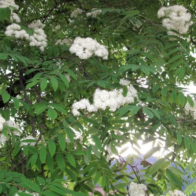 Sorbier des oiseleurs  - Leaderplant