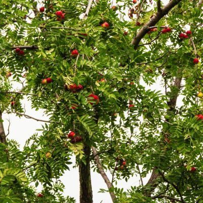 Cormier - Leaderplant