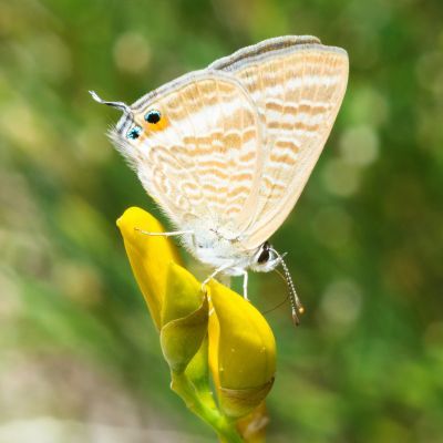 Genêt d'Espagne - Leaderplant