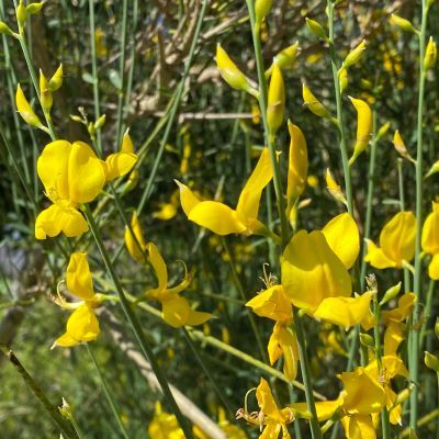 Genêt d'Espagne - Leaderplant