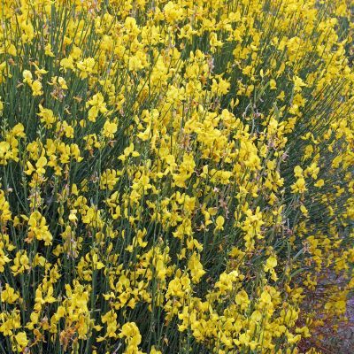Genêt d'Espagne - Leaderplant