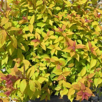 Spirée Firelight - Leaderplant