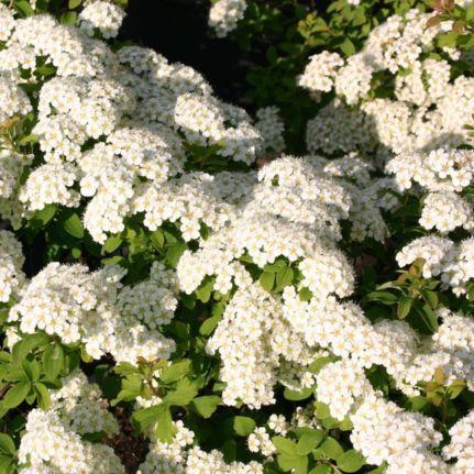 Spirée Japonaise Halward Silver - Leaderplant