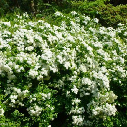 Spirée Japonaise Halward Silver - Leaderplant