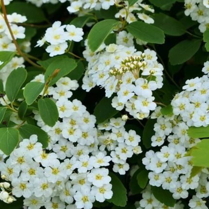 Spirée Japonaise Halward Silver - Leaderplant