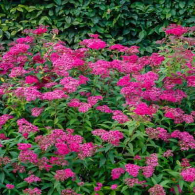 Spirée Anthony Waterer - Leaderplant