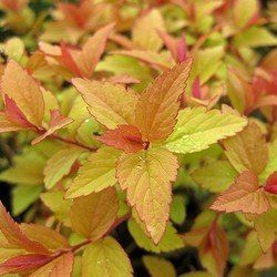 Spirée Firelight - Leaderplant