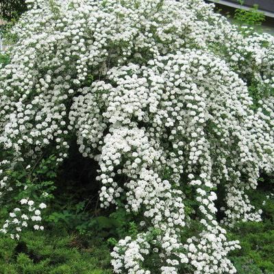 Spirée Van Houttei - Leaderplant