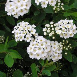 Spirée Van Houttei - Leaderplant