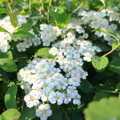 Spirée dentelée - Leaderplant