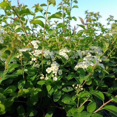 Spirée dentelée - Leaderplant