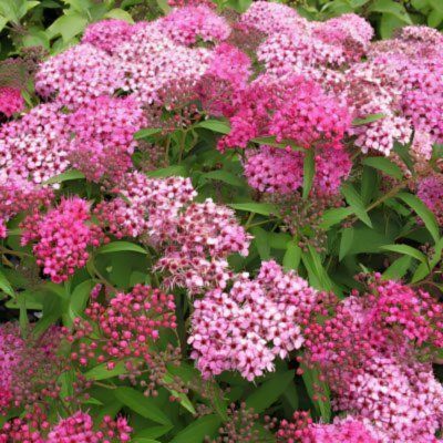 KIT arbustes à floraison rose - Leaderplant