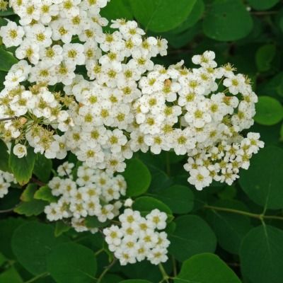 Spirée dentelée - Leaderplant
