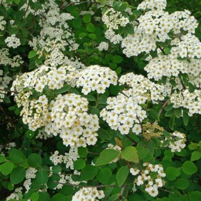 Spirée dentelée - Leaderplant