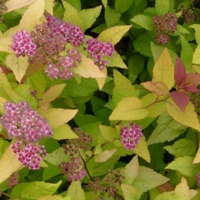 Spirée Firelight - Leaderplant
