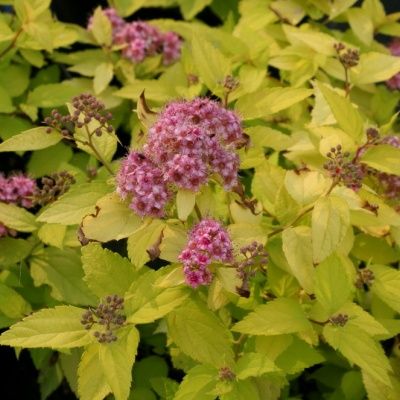Spirée Gold Mound - Leaderplant