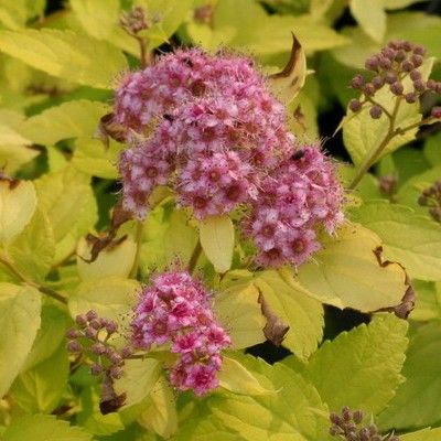 Spirée Gold Mound - Leaderplant