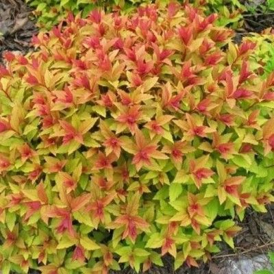Spirée Goldflame - Leaderplant