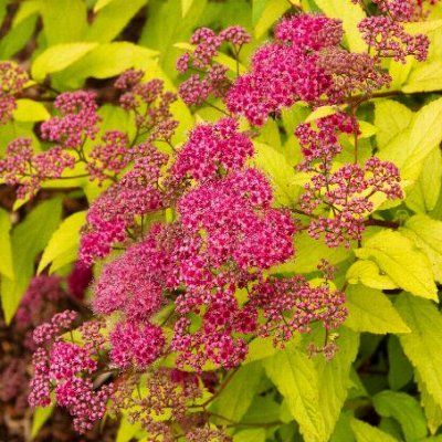 Spirée Goldflame - Leaderplant