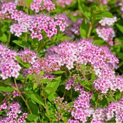 Spirée japonica Odensala - Leaderplant