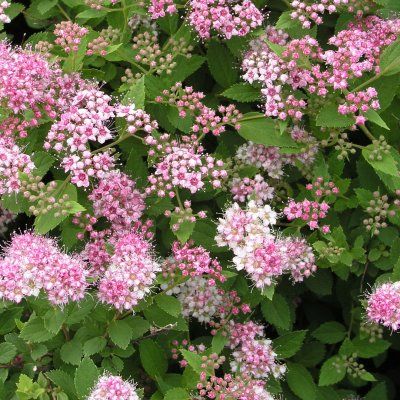 Spirée Little Princess - Leaderplant