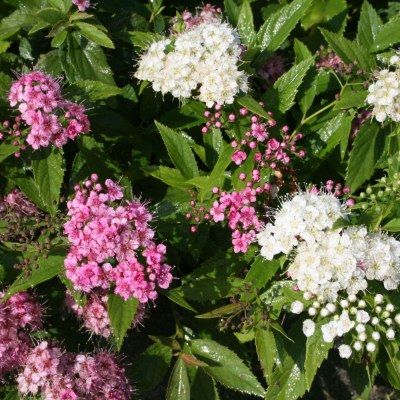 Spirée Shirobana - Leaderplant
