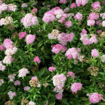 Spirée Shirobana - Leaderplant