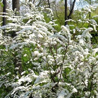 Spirée de Thunberg - Leaderplant