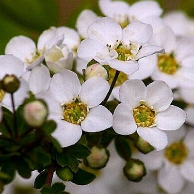 Spirée de Thunberg - Leaderplant