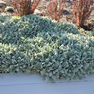 Épiaire de Byzance Silver Carpet - Oreille d’Ours  - Leaderplant