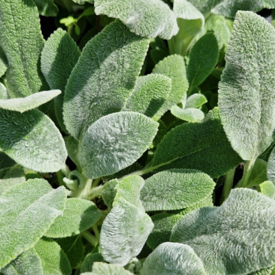 Épiaire de Byzance Silver Carpet - Oreille d’Ours  - Leaderplant