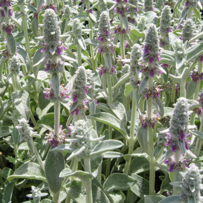 Épiaire de Byzance Silver Carpet - Oreille d’Ours  - Leaderplant