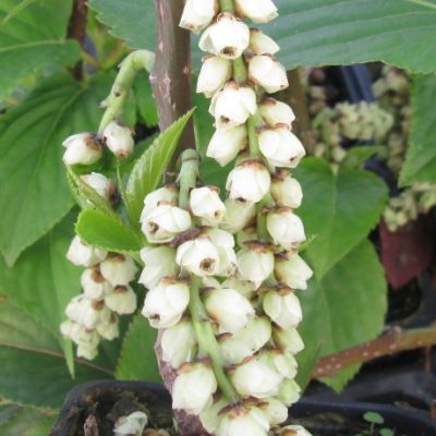 Stachyurus 'Matsuzaki' - Queue de Pic - Leaderplant