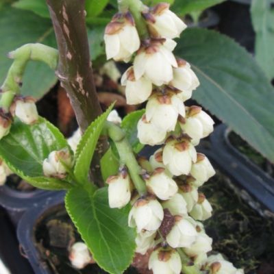 Stachyurus 'Matsuzaki' - Queue de Pic - Leaderplant