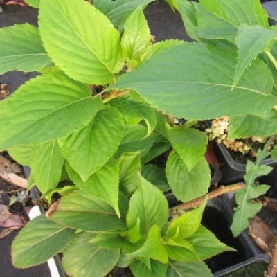 Stachyurus 'Matsuzaki' - Queue de Pic - Leaderplant