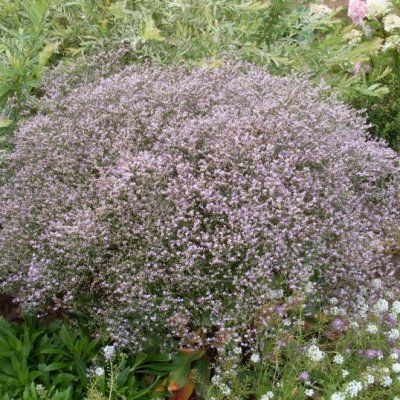 Statice Vivace - Leaderplant
