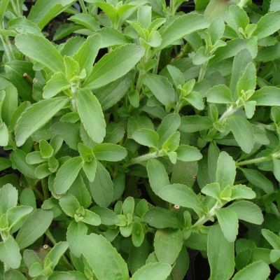 Stévia - Leaderplant
