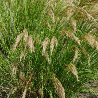 Graminée Stipe Allgaü - Leaderplant