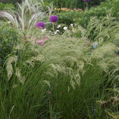 Graminée Stipe Allgaü - Leaderplant