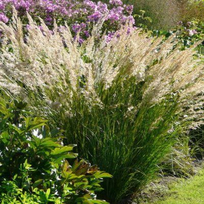 Graminée Stipe Allgaü - Leaderplant