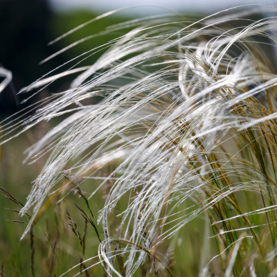 Graminée Stipe Pennée - Herbe aux Plumes - Leaderplant