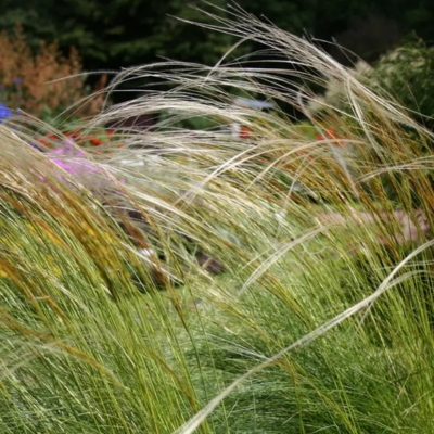 Graminée Stipe Pennée - Herbe aux Plumes - Leaderplant