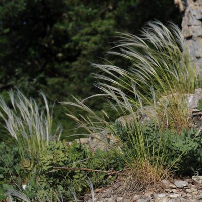 Graminée Stipe Pennée - Herbe aux Plumes - Leaderplant