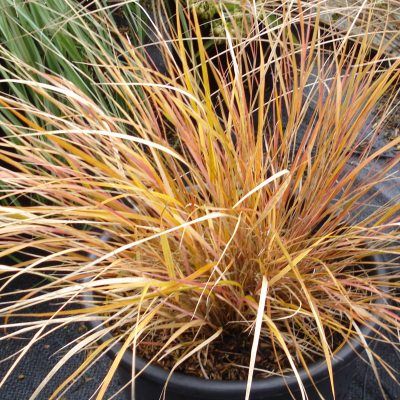Graminée Stipe Sirocco - Leaderplant