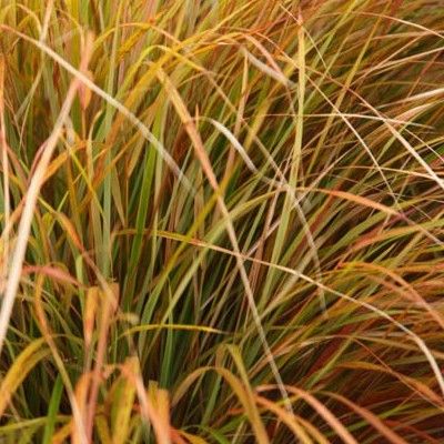 KIT Graminées DUO Stipas - Leaderplant