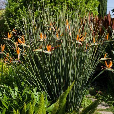 Oiseau de Paradis à feuilles de jonc - Strelitzia - Leaderplant